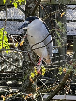 Ellie Schiller Homosassa Springs Wildlife State Park by null