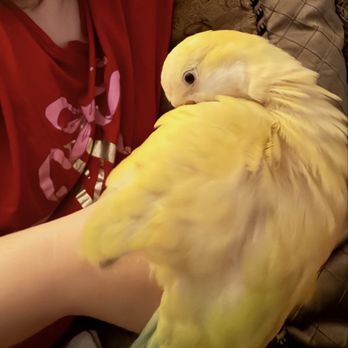 Beverly's Pet Center - After the wings were clipped - Pet Stores Near Me - Pembroke Pines, Florida