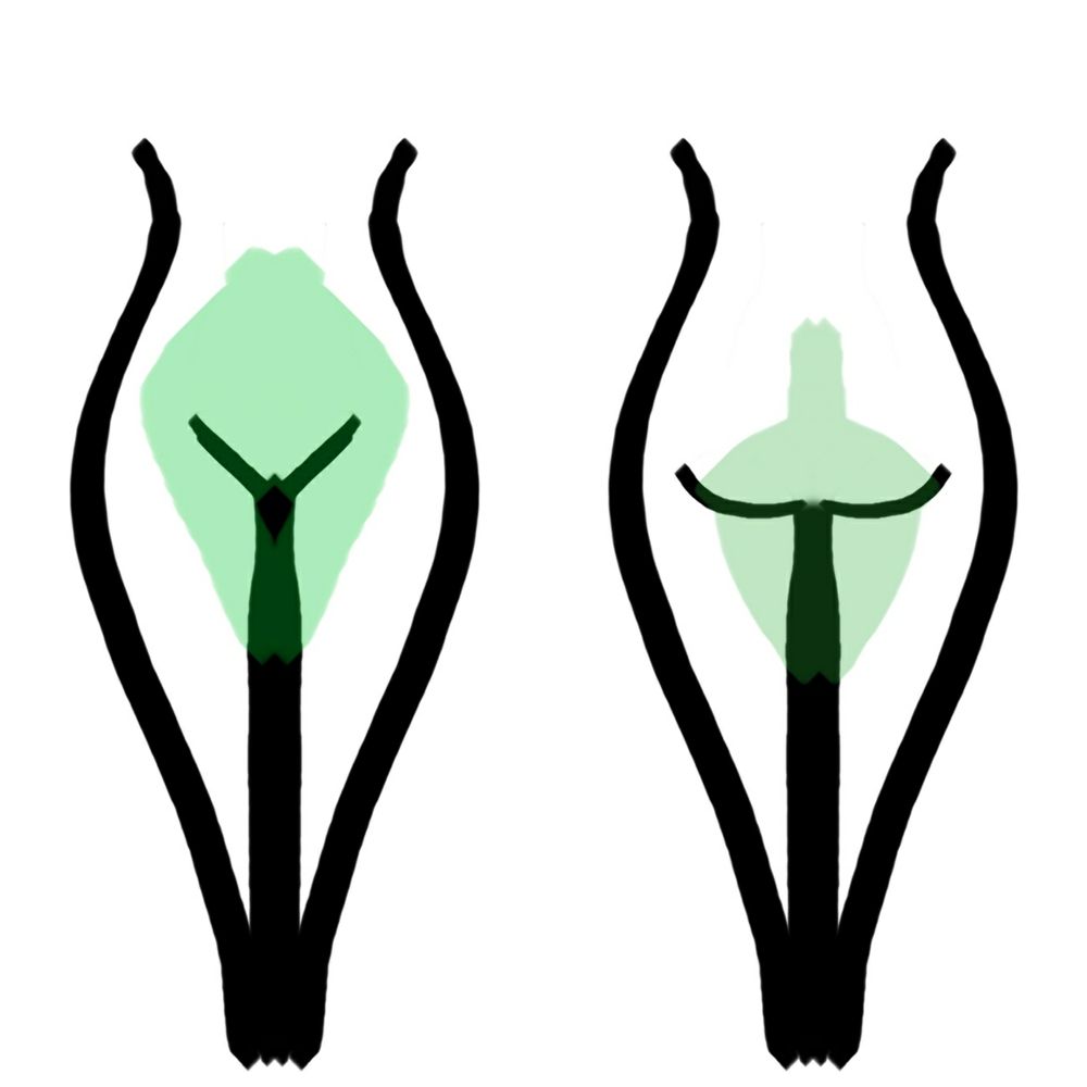 Bodywork Waxing Logo