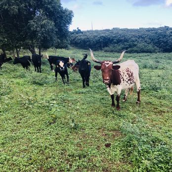 Gunstock Ranch - Mooooo! - Horseback Riding Near Me - Laie, Hawaii Gunstock Ranch - Mooooo! - Horseback Riding Near Me - Laie, Hawaii