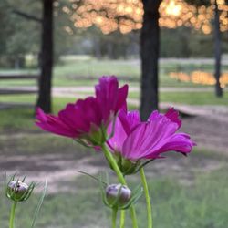 Ross's South Forty Rv Park - Flower