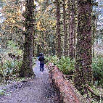 Hoh Rainforest - Hiking Near Me - Forks, Washington Hoh Rainforest - Hiking Near Me - Forks, Washington