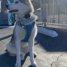 This is our pup after her groom! This is our pup after her groom!