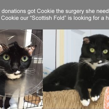 King Street Cats - Animal Shelters Near Me - Alexandria, Virginia