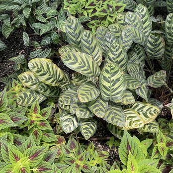 Devonian Gardens - Parks Near Me - Calgary, Alberta