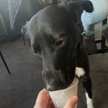 Rebel & Rose - Pup cup! - Sports Bars Near Me - Dallas, Texas Rebel & Rose - Pup cup! - Sports Bars Near Me - Dallas, Texas