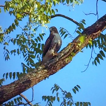 The Ross Farm - The resident, as yet unnamed, Red Tail Hawk. - Cultural Center Near Me - Basking Ridge, New Jersey The Ross Farm - The resident, as yet unnamed, Red Tail Hawk. - Cultural Center Near Me - Basking Ridge, New Jersey