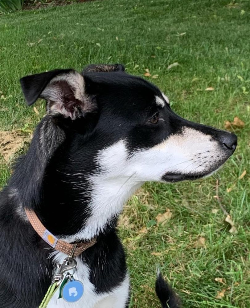 K9 RESORTS LUXURY PET HOTEL BETHLEHEM Updated September 2024 3986