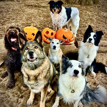 ABC Dogs - Halloween 2024 - Dog Walkers Near Me ABC Dogs - Halloween 2024 - Dog Walkers Near Me