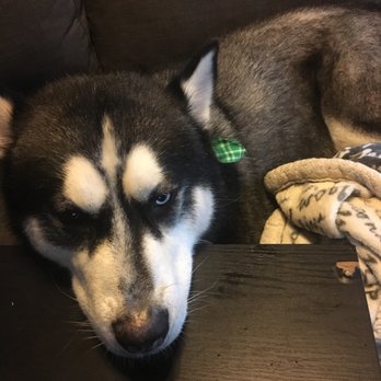 Paws Place Grooming - He is so pretty now! Thanks guys! - Pet Groomers Near Me - Lakeside, California