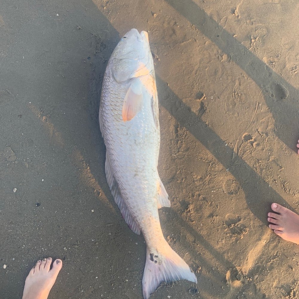 Lighthouse RV Park - GIANT RED FISH!! - RV Parks Near Me - Cameron, Louisiana