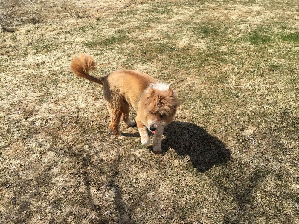 PAM & BEST FRIENDS PET GROOMING 35 Design Center Rd, Durango