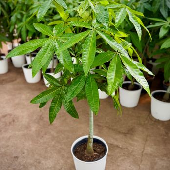 Angel Plants - Money Tree - Nurseries & Gardening Near Me - Dix Hills, New York Angel Plants - Money Tree - Nurseries & Gardening Near Me - Dix Hills, New York