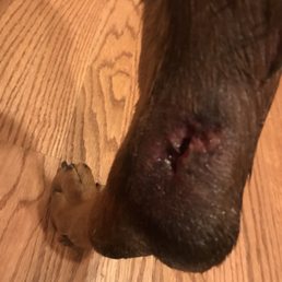 My dogs leg. The vet indicated this was caused by a puncture wound My dogs leg. The vet indicated this was caused by a puncture wound