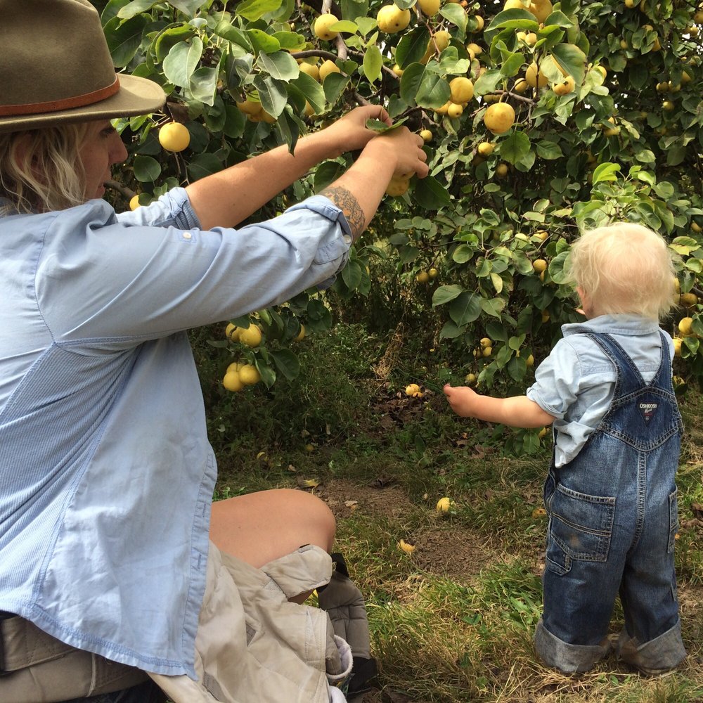Adair's Orchards - U pick pears for a great discount and fun family day!!! - Farmers Market Near Me - Albany, Oregon Adair's Orchards - U pick pears for a great discount and fun family day!!! - Farmers Market Near Me - Albany, Oregon