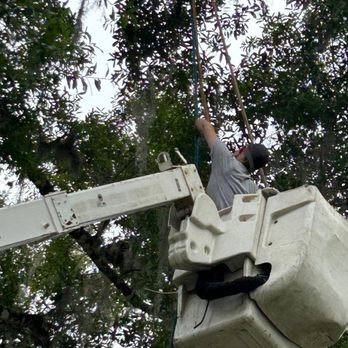Central Florida Tree Pros - Tree Services Near Me - Ormond Beach, Florida Central Florida Tree Pros - Tree Services Near Me - Ormond Beach, Florida
