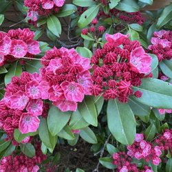 Wiscasset Woods Lodge - Flowers on the property