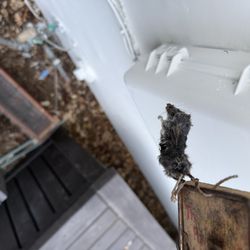 Cisneros Rodent & Wildlife Control - Dead mice caught