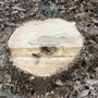 The Tree Guy