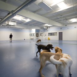 Paws Pet Resort and Spa - Group Play Inside