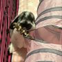 Feathered and Furry Foto Farm
