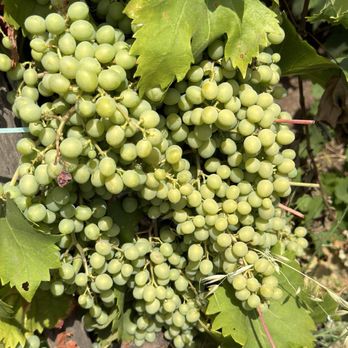 Fischetti - Caricante grapes - Wine Tasting Room Near Me - Castiglione di Sicilia, Connecticut Fischetti - Caricante grapes - Wine Tasting Room Near Me - Castiglione di Sicilia, Connecticut