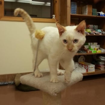 Alpine Veterinary Hospital - "Meeeeooooow" - Veterinarians Near Me - Murphy, North Carolina Alpine Veterinary Hospital - "Meeeeooooow" - Veterinarians Near Me - Murphy, North Carolina