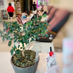 Nails 4 U - Pretty Pedicure area