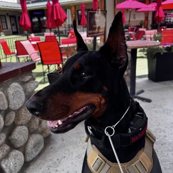 Hochburg K9 - Pet Training Near Me