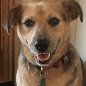 Critter Cavalry Rescue - Lena came to us 2 1/2 years ago. Thank you Critter Cavalry! - Animal Shelters Near Me - Franklin, Tennessee