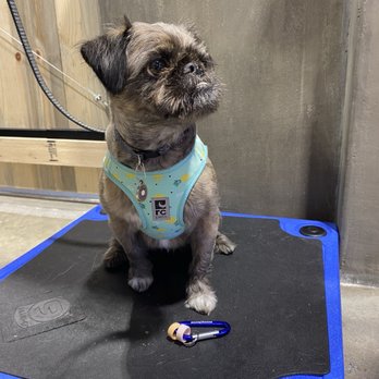 Zoom Room Dog Training - Sprout received agility badges. - Pet Training Near Me - Lakewood, California Zoom Room Dog Training - Sprout received agility badges. - Pet Training Near Me - Lakewood, California