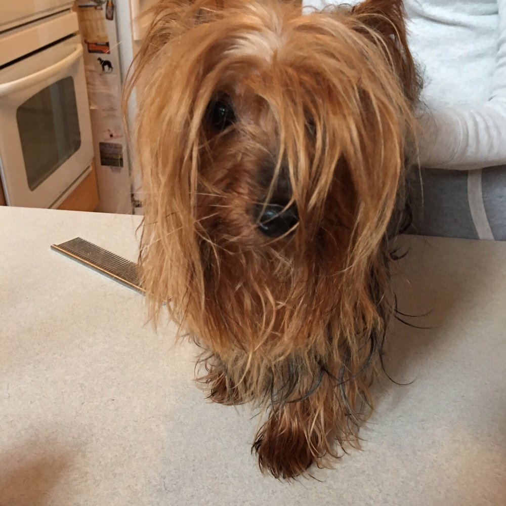 GentleTouch Pet Grooming - Before - Pet Groomers Near Me - Jerome, Pennsylvania GentleTouch Pet Grooming - Before - Pet Groomers Near Me - Jerome, Pennsylvania
