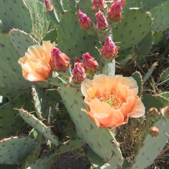 Albuquerque Museum - Cacti in bloom on the grounds - Art Museums Near Me - Albuquerque, New Mexico