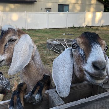 PDX Purrfessionals - We are here for your farm care needs! - Pet Sitting Near Me PDX Purrfessionals - We are here for your farm care needs! - Pet Sitting Near Me
