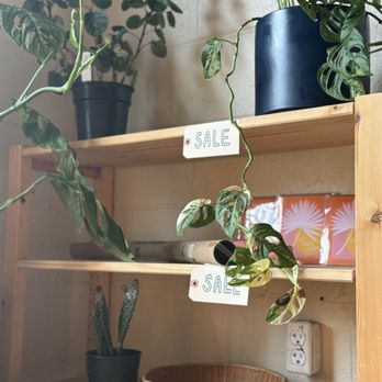 Frond Plant Shop - Nurseries & Gardening Near Me - Austin, Texas
