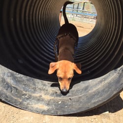 Barkmaster Dog Park - My dogs really enjoyed the agility course that was in the large dog section.