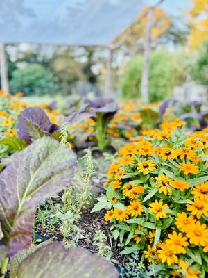 Old Coyote Cafe by null