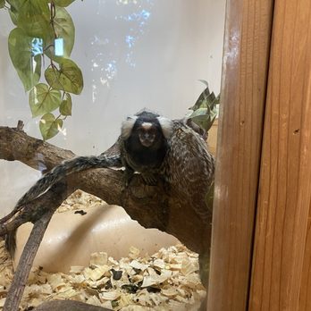 Alameda Park Zoo - Tiny monkeys - Zoos Near Me - Alamogordo, New Mexico Alameda Park Zoo - Tiny monkeys - Zoos Near Me - Alamogordo, New Mexico
