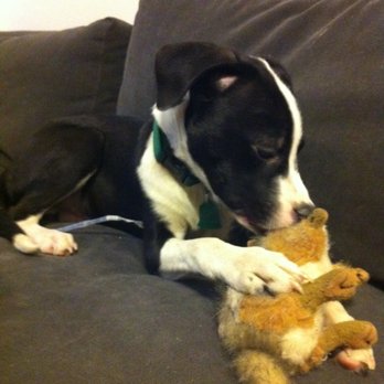 Sean Casey Animal Rescue - Animal Shelters Near Me - Brooklyn, New York