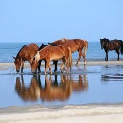 Beaufort Cart Tours