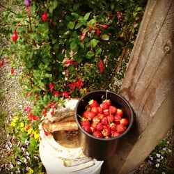 Egg & I Farm - Gallon of fresh picked strawberries!