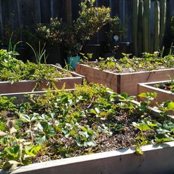 Tender Blossoms Preschool - Starwberries, blueberries, kale and much more ripe for the picking.