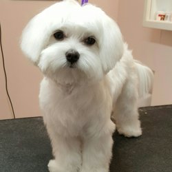 Rolling Bone Grooming