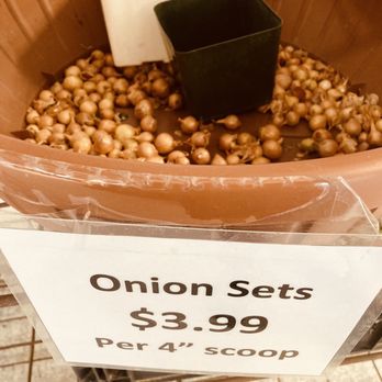 Parkview Nursery - Canyon Crest - Tiny onions $3.99 per scoop - Nurseries & Gardening Near Me - Riverside, California Parkview Nursery - Canyon Crest - Tiny onions $3.99 per scoop - Nurseries & Gardening Near Me - Riverside, California