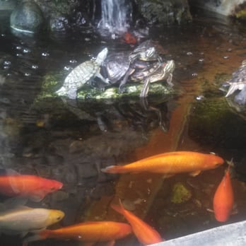 Joanne's Cafe - Pond outside of restaurant that has lotsa cute fisheees an 1/2 dozen turtles. - American Near Me - Ontario, California