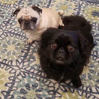 PetzRFamily2 - Daily photo credits by Mr. Jimmy - Pet Sitting Near Me PetzRFamily2 - Daily photo credits by Mr. Jimmy - Pet Sitting Near Me