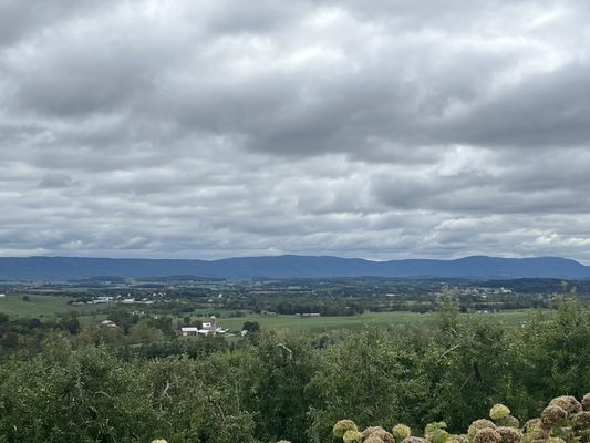 Old Hill Cider by null