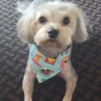 Rubber Ducks And Clean Pups - Pet Groomers Near Me