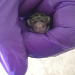 Pacific Aquariums - Green spotted pufferfish (freshwater) getting some dental work done