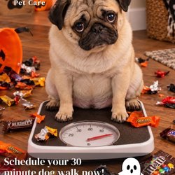 Fetch! Pet Care East Hollywood - Happy Halloween  No candies for your dog , dog walk is better !